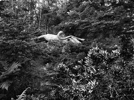 Bull In the Woods - NHP09 BW